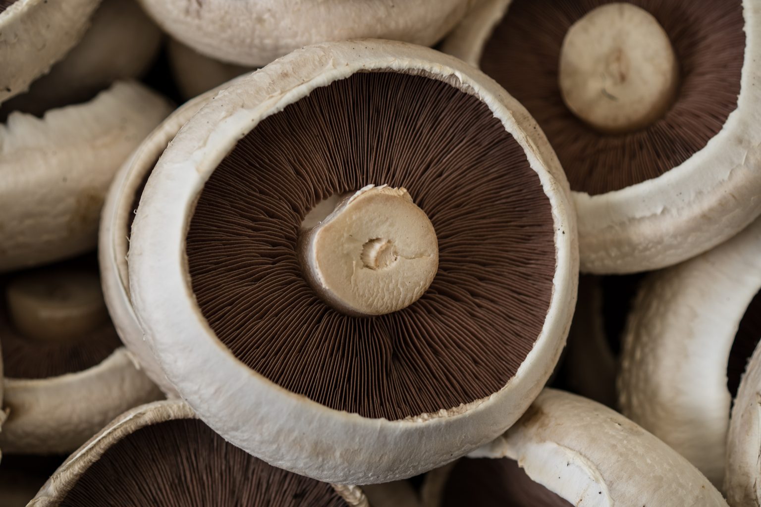 Our Products Mushroom Producer Organisation