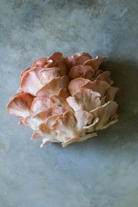 All about…oyster mushrooms