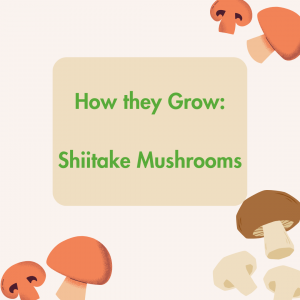 How They Grow: Shiitake Mushrooms