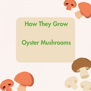 How They Grow: Oyster Mushrooms