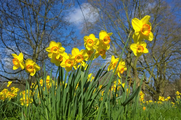 Celebrating St David’s Day with mushrooms