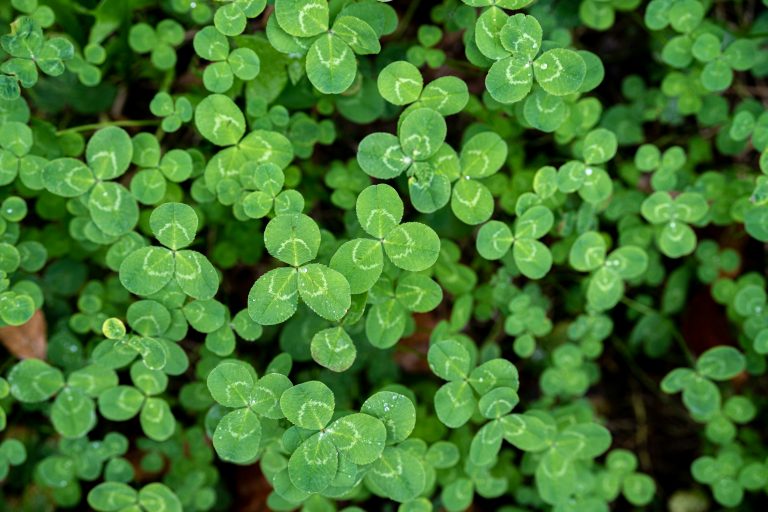 Feast this St Patrick’s Day – celebrating with mushrooms