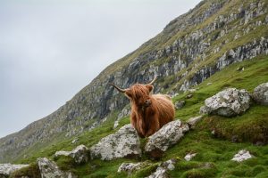 Celebrate St Andrew’s Day with mushrooms